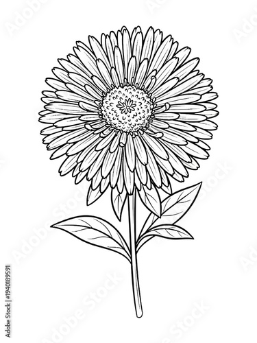 Line art aster vector 