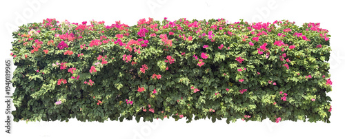 Foto Isolated transparency blooming bougainvillea flower hedge bush for landscape design