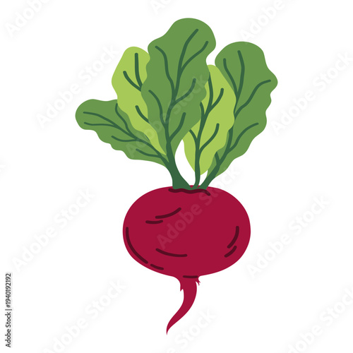 Ripe red beets with green leaves in flat vector style. Red beet isolated on white background. 