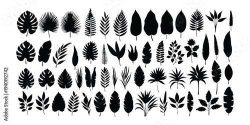 Large Collection Tropical Leaves Silhouettes Vector