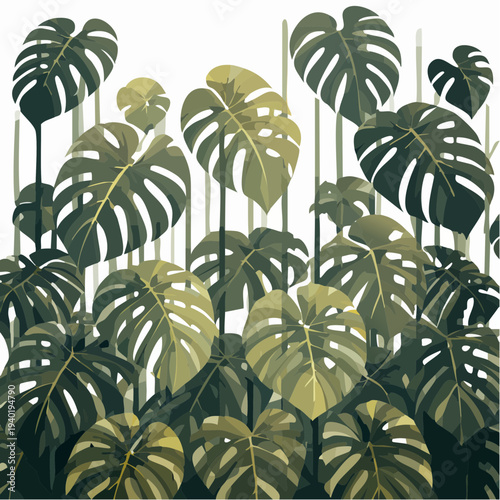 Lush green monstera deliciosa leaves with distinctive splits and holes.