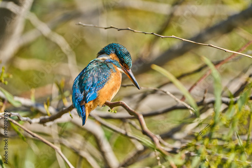 Photos Martín pescador posado en una rama  (Alcedo atthis)