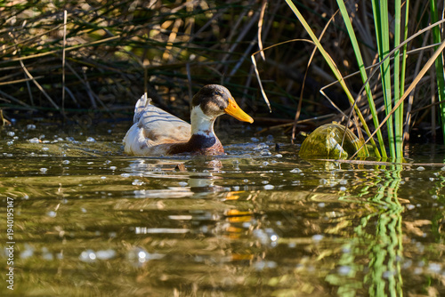  Ánade Real o Azulón (Anas platyrhynchos)