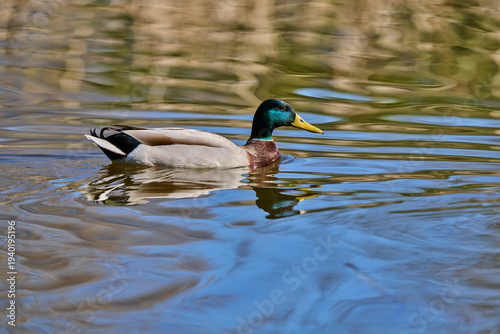 Ánade Real o Azulón (Anas platyrhynchos)