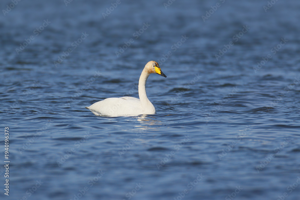 Obraz premium white whooper swans swimming in calm blue water during the spring migration.
