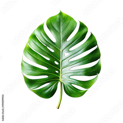 Monstera leaf isolated on transparent background