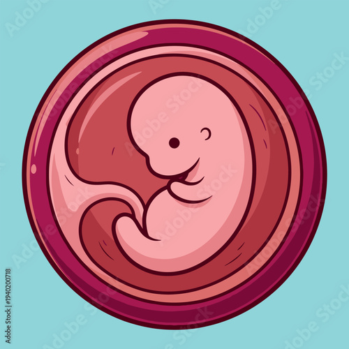 Cartoon human embryo curled inside womb, red pink layered design, prenatal biology educational medical 