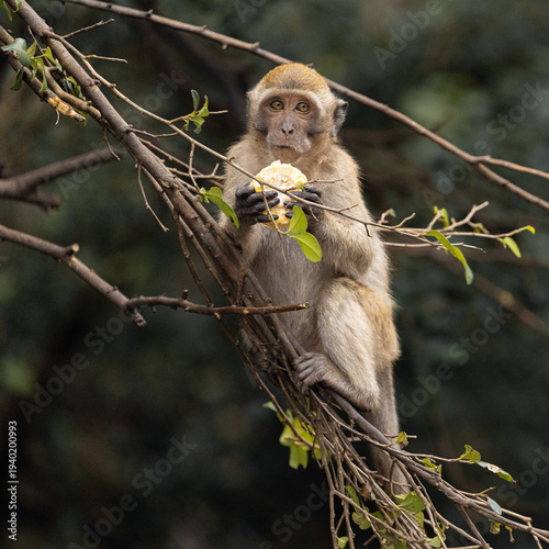 Ling-tailed macaque eating fruit near temple in Thailand