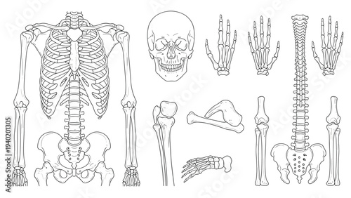 Comprehensive collection of detailed human skeleton outlines, showcasing various bones and anatomical parts including skull, spine, and limbs.