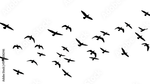 Silhouettes of numerous birds flying freely across a clear sky.