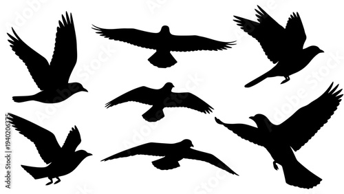 Silhouettes of various birds in flight captured against a white background.
