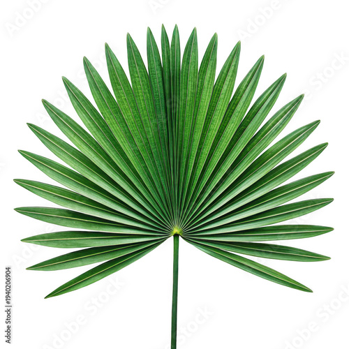 Palm leaf isolated on transparent background