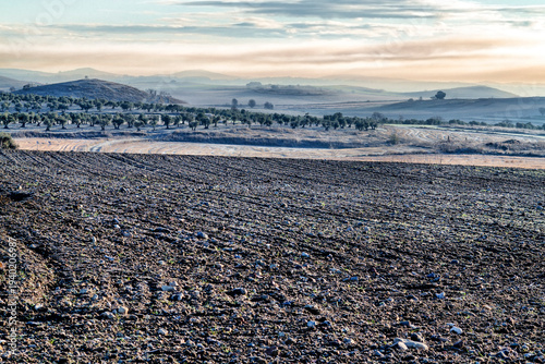 Olivos tras los barbechos