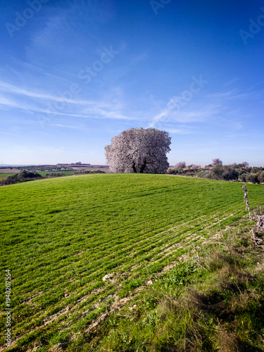 Almendro en flor tras los sembrados