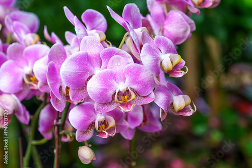 Close-up of pink Phalaenopsis (Moth Orchid) flowers in full bloom