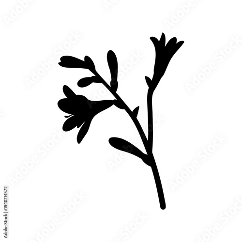 Black silhouette illustration of a flowering plant with unopened buds on white