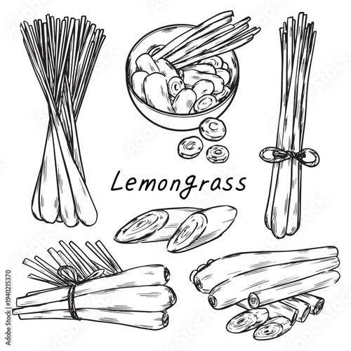 Hand drawn lemongrass vector illustration