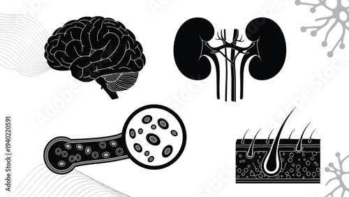 Black silhouettes of human organs and tissues including the brain kidneys blood vessels and a cross section of skin.