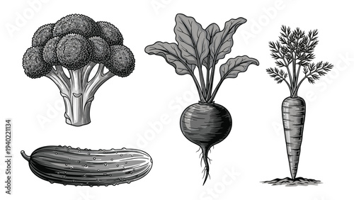 Vintage style monochrome engraving of common fresh vegetables including broccoli, beetroot with leaves, a cucumber, and a carrot.