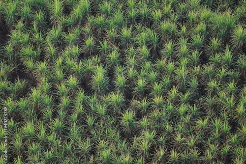 Aerial top View of a lush green Sugarcane Plantation (Luxor, Egypt)