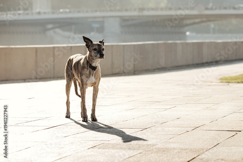 A dog with a collar stands and waits against the backdrop of a cityscape. She looks sad and lost.