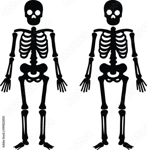 human body anatomy skull two icon set vector illustration 