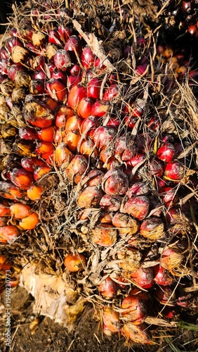 Palm oil is rich in antioxidants, particularly vitamin A, vitamin E (tocotrienols), and carotenoids, which are beneficial for heart and brain health, as well as boosting the immune system. Its oil is 