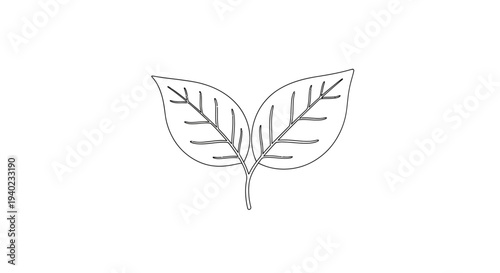 Two detailed leaves with prominent venation in continuous line art isolated white background