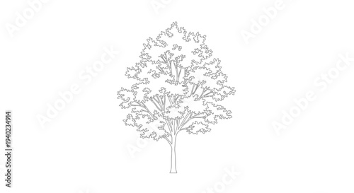 Continuous Line Art Drawing of a Mature Tree with Full Foliage on an Isolated White Background, Minimalist Nature Illustration