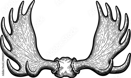 Detailed Black And White Illustration Of Moose Antlers And Skull Centered On White Background