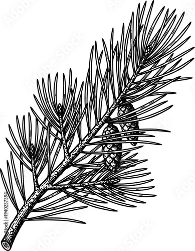 Detailed Pine Branch With Pinecone Line Art Illustration Nature Element