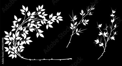 Elegant Set of 3 White Rose Bush Branches with Leaves and Thorns Vector Illustration for Floral Design Elements, Wedding Invitations, and Nature-Inspired Graphics