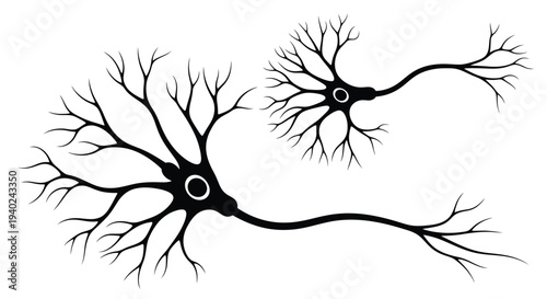 Detailed illustration of two neurons with branching dendrites a silhouette