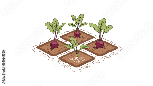 Isometric illustration of a small garden plot featuring beetroot plants growing in four neat square soil patches with visible roots.
