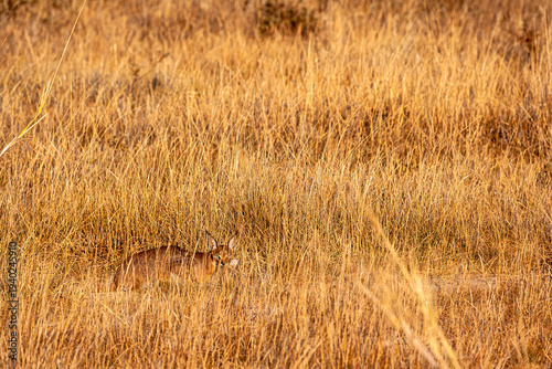 Photos A very rare predator: a caracal caught a rabbit. Amboseli, Kenya