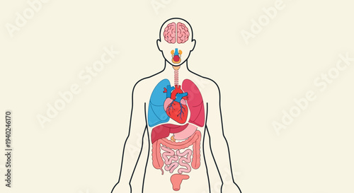 An illustration of human anatomy on World Health Day, highlighting internal organs and health awareness