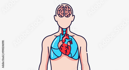 World Health Day illustration of the human circulatory and nervous systems with a focus on the heart and brain