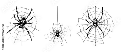 Black line art spider delicately perched on fine spider web displayed on crisp white background – minimalist illustration nature-themed projects