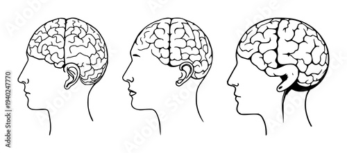 Black line art illustration of phrenological skull model on pristine white background for educational anatomy and brain region study.