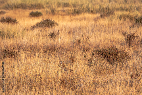 Cuadro en lienzo A very rare predator: a caracal caught a rabbit. Amboseli, Kenya