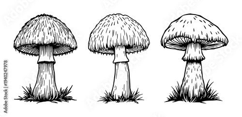 Elegant black line drawing of shaggy mane mushroom silhouette on white background, minimalist botanical illustration for nature-themed designs