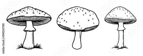 Elegant black line art illustration of Amanita muscaria mushroom on white background, suitable for fantasy, botanical, Halloween, or mushroom art