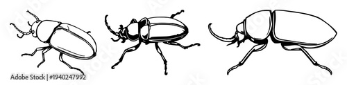 Striking Hercules Beetle Profile in Minimalist Black Line Art on a Clean White Background, Ideal for Nature and Insect Enthusiasts