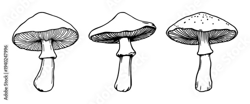 Precise black line art illustration of a chanterelle mushroom on a crisp white background, perfect for nature, botanical, or culinary design projects