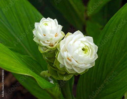 Elegant White Siam Tulip Flowers in Lush Green Foliage.