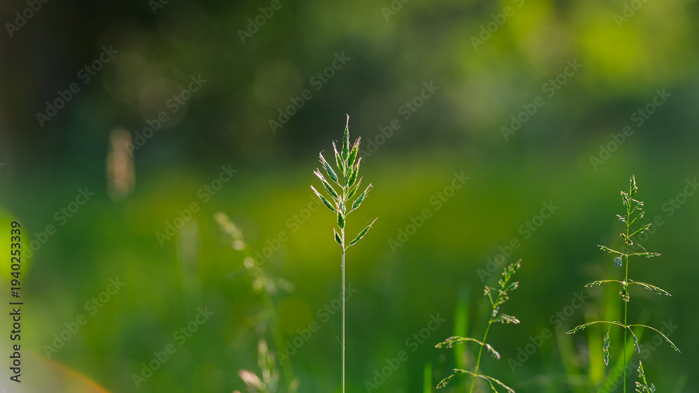 Fototapeta premium Green plant spikelet on a blurred meadow background.