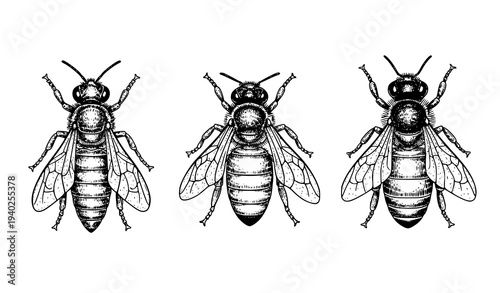 Honeybee specimen set with queen worker and drone bees vintage engraving vector illustration