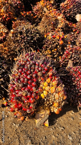 Palm oil is rich in antioxidants, particularly vitamin A, vitamin E (tocotrienols), and carotenoids, which are beneficial for heart and brain health, as well as boosting the immune system. Its oil is 