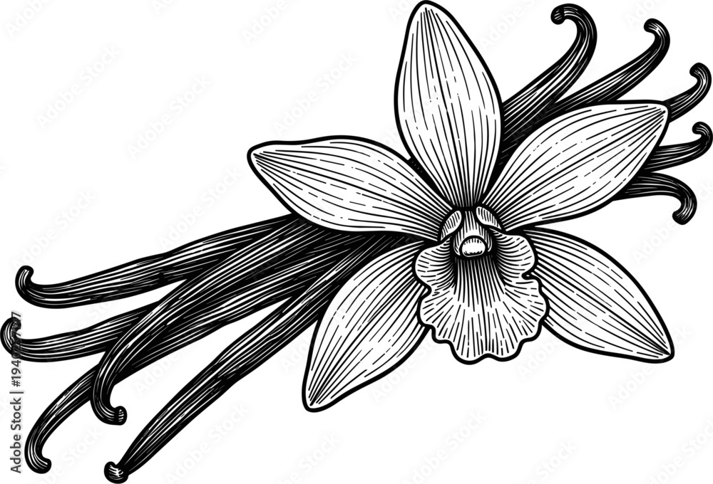 Obraz premium Vintage Vanilla Flower and Beans Illustration Botanical Drawing