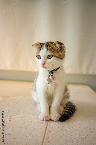 A cute little cat with folded ears.